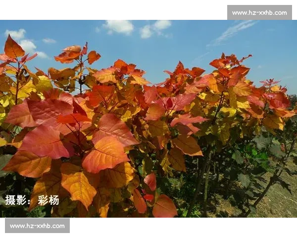 济宁金秋球韵浓:追 “球” 卓越,共创 “金” 彩 济宁金秋球韵浓:追 “球” 卓越,共创 “金” 彩